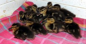 Baby Ducks