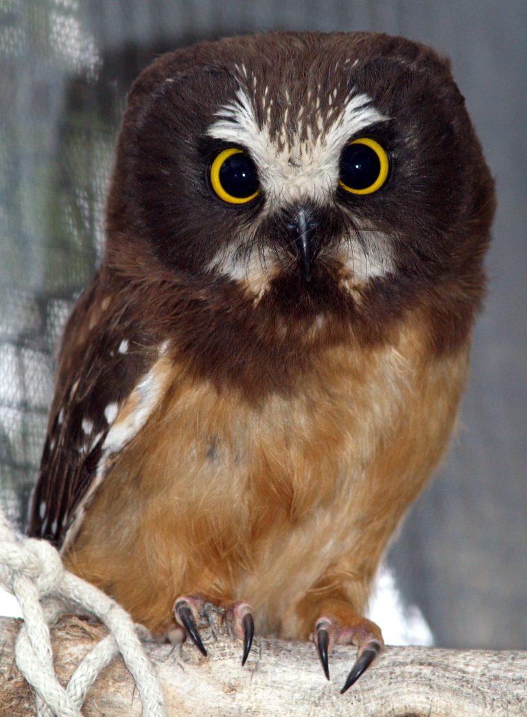 How the Northern Saw-whet Owl got its name.