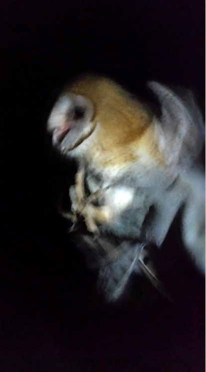 Four Barn Owls Return Home