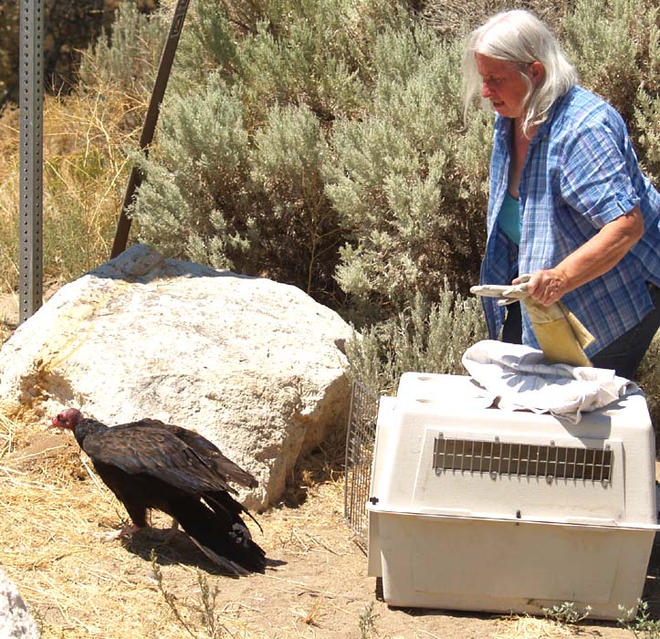 American Turkey Vulture released and away she flew.