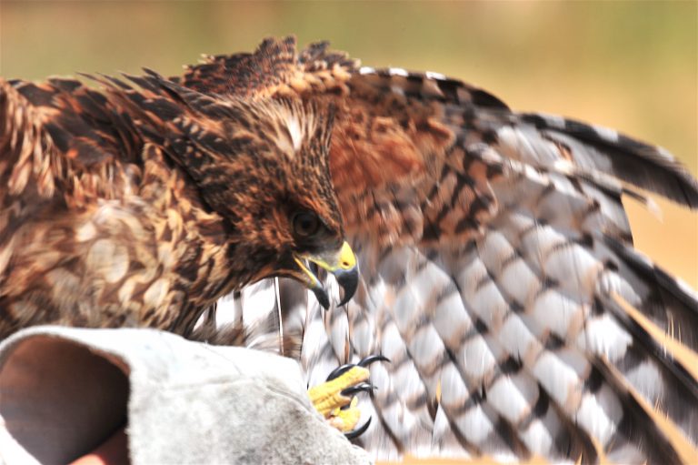 Red-shouldered Hawk takes flight
