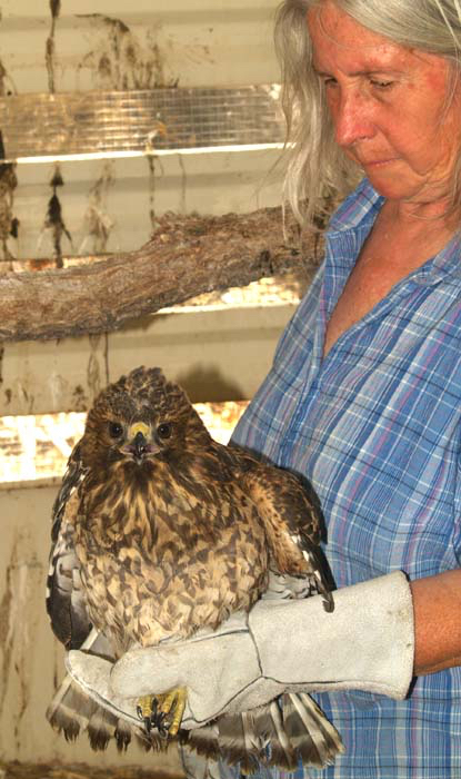 Red-shouldered Hawk on the mend
