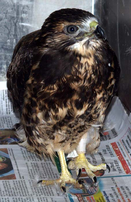 Swainson’s Hawk is making a good recovery