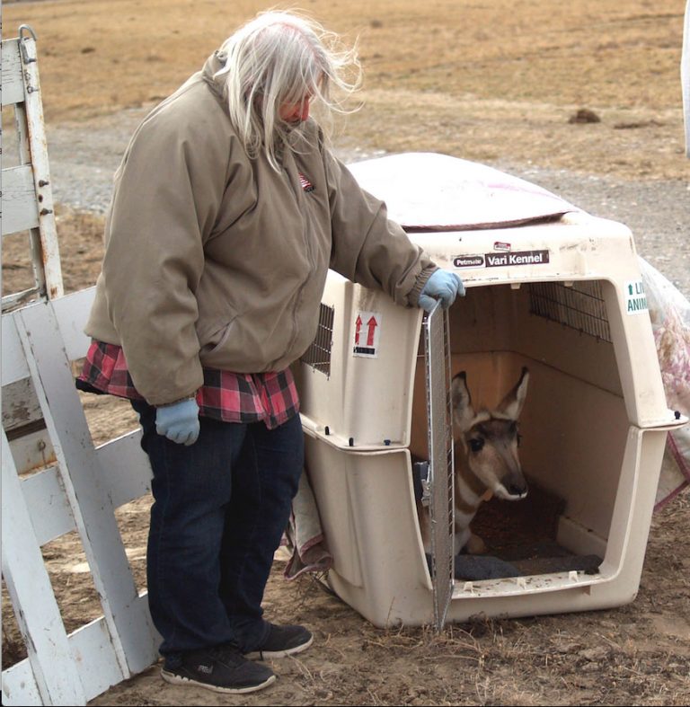 Pronghorn Release!