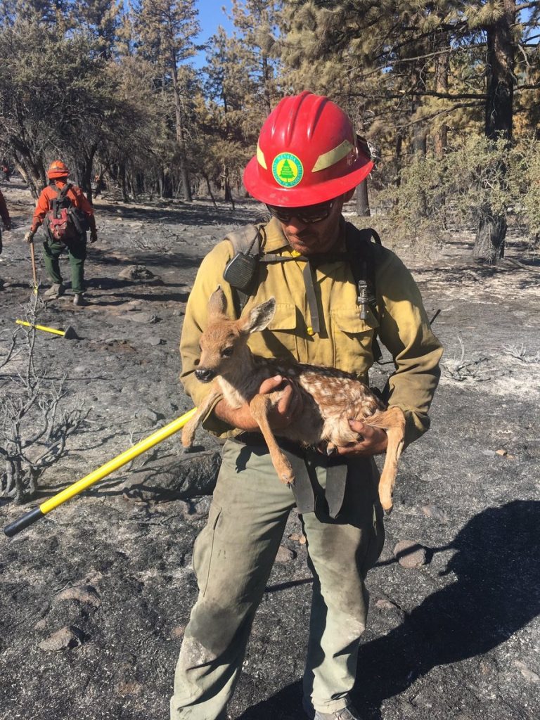Fawn from Garson Fire at DVWR