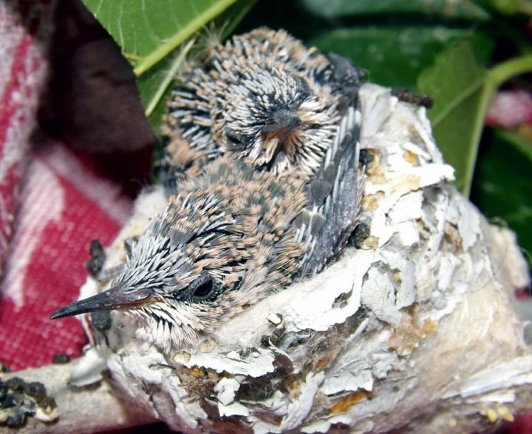 Baby Hummingbirds arrive at DVWR with their own sleeping quarters.