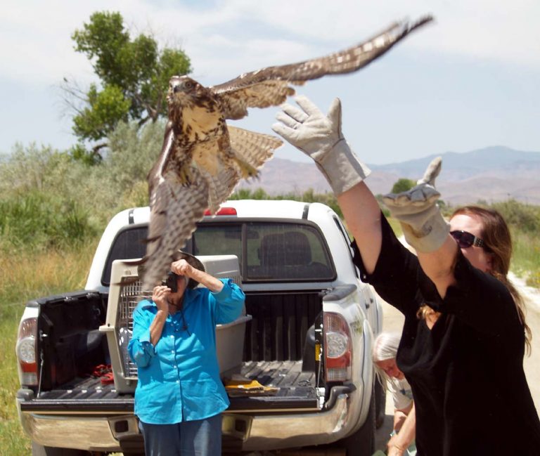 Red-tail Hawks & Golden Eagle Release