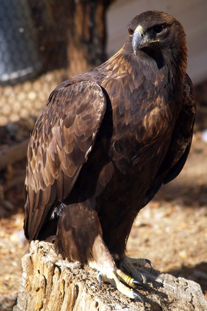 A regal eagle